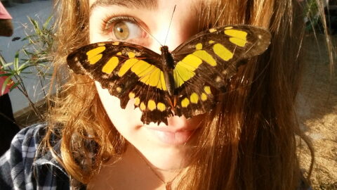 Butterfly Encounter