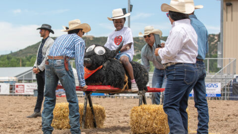 Exceptional Rodeo on hand rocked fake horse