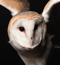 Owl - Nature's Educators